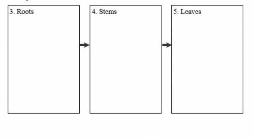 Fill in the sequence diagram below to explain how water moves through the roots, stems, and leaves