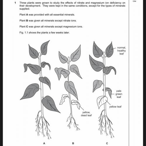 Three plants were grown to study the effects of nitrate and magnesium ion deficiency on their devel