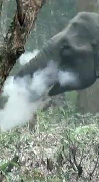 In 2018, scientists discovered an elephant in India smoking. It appears that the elephant has a smo