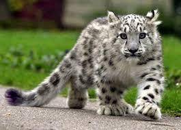 Who likes snow lepards?