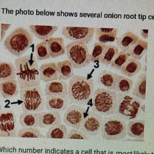 The photo below shows several onion root tip cells undergoing mitosis.

1. 3
2. 4
Which number ind