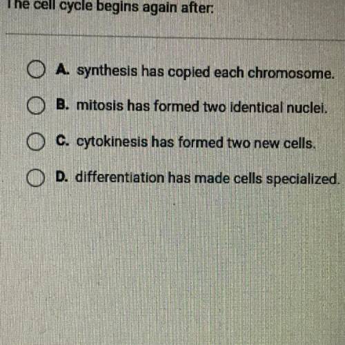 The cell cycle begins again after

A. synthesis has copied each chromosome.
B. mitosis has formed