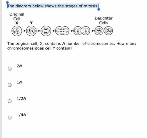 The diagram below shows the stages of mitosis.

The original cell, X, contains N number of chromos