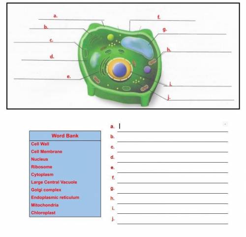 Plant cell, help this, i will give brainliest