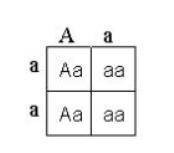 What are the genotypes of the parents represented in this Punnett square?