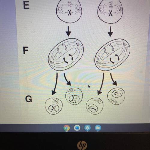 What happening in picture F?

a) homologous chromosomes are separated 
b) sister chromatids are se