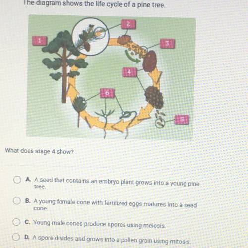 The diagram shows the life cycle of a pine tree.
What does stage 4 show?
Pls help