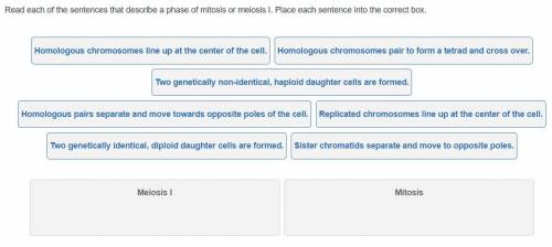 Read each of the sentences that describe a phase of mitosis or meiosis I. Place each sentence into