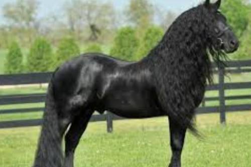 Today was a sad day. One of my horses (Coco) my purebred Friesian had to be put down due to really