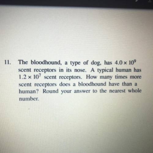 11.

The bloodhound, a type of dog, has 4.0 x 109
scent receptors in its nose. A typical human has