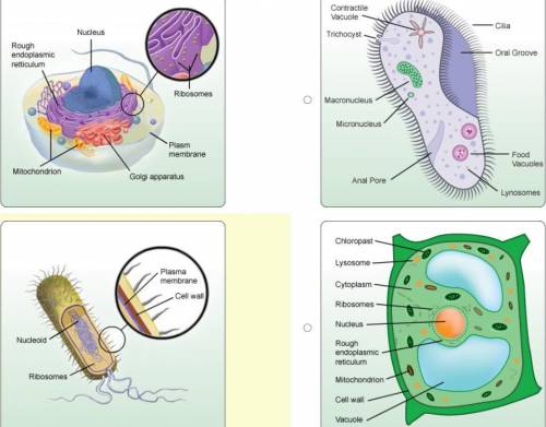 Which image is a correctly labeled prokaryotic cell?

Illustration of prokaryotic cell with labels