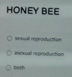 Honey Bee:A.sexual reproduction.B.asexual reproduction.C.both.
