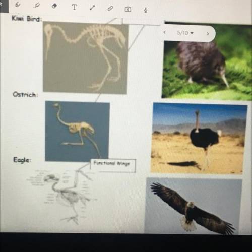 21. Explain how the wing structures of the kiwi bird and the ostrich are different from the wing st