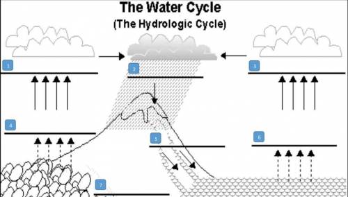 Fill in the blanks with the correct word for the Water Cycle. You can refer to all of your class re