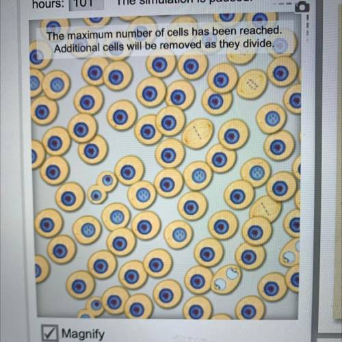 Please help! Out of the 100 cells shown, how many are in the process of dividing?