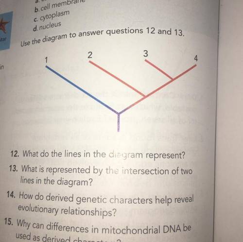 I need the answer to 12 and 13 please ! :)
