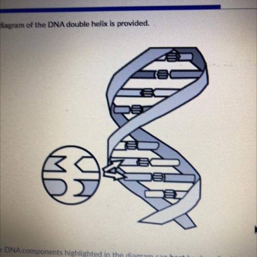 A diagram of the DNA double helix is provided. The DNA components highlighted in the diagram can be