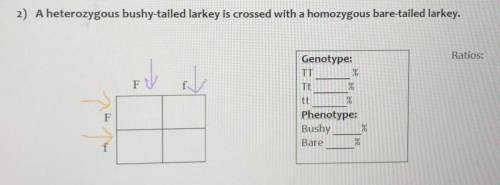 Make sure you answer everything including the box’s, genotype, phenotype, and the ratios please