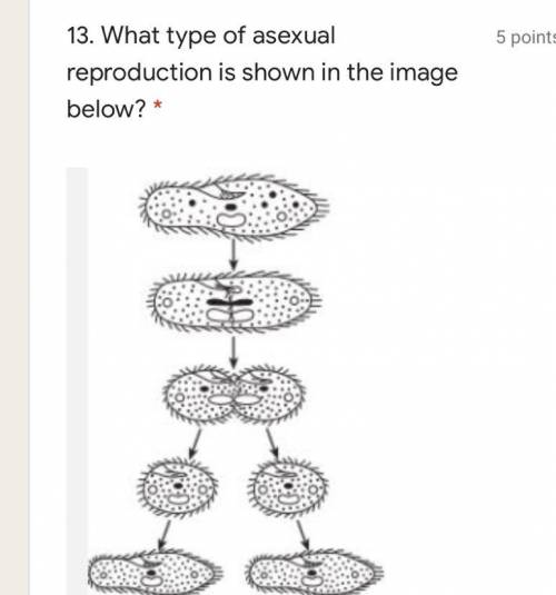 What type of asexual reproduction is shown in the image below?

A)Binary Fission
B)Spores
C)Buddin