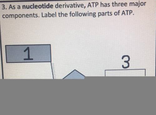 As a nucleotide derivative, ATP has three major
components. Label the following parts of ATP.