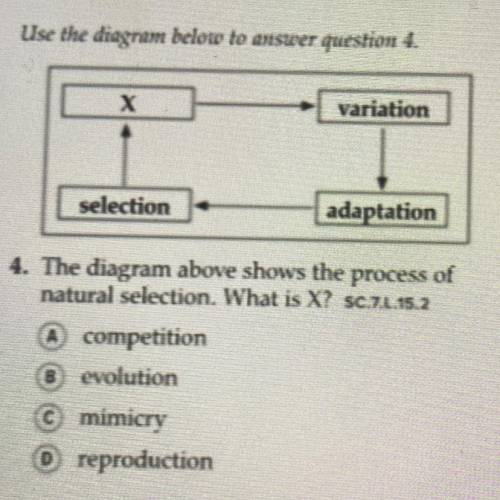 The diagram above shows the process of

natural selection. What is X? 
A competition
B evolution
C