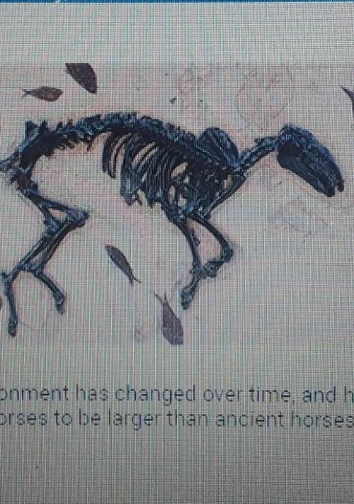 Please help!

Suppose a scientist discovers fossils of ancient horses in an area. The fossilized n