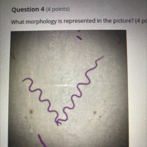 What morphology is represented in the picture? (4 points)

a. filamentous
b. cocci
c. rod shaped
d
