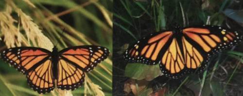 The butterfly on the left, the Viceroy has come to favor the butterfly on the right, the

Monarch.
