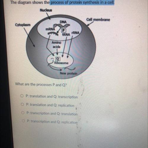 Diagram of the process of protein synthesis in a cell someone help please!!!