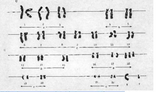 1.) Had these chromosomes undergone replication before they were separated ? __________

2.) What