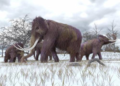 Woolly mammoths became extinct around 10,000 million years ago. A recent study conducted by scienti