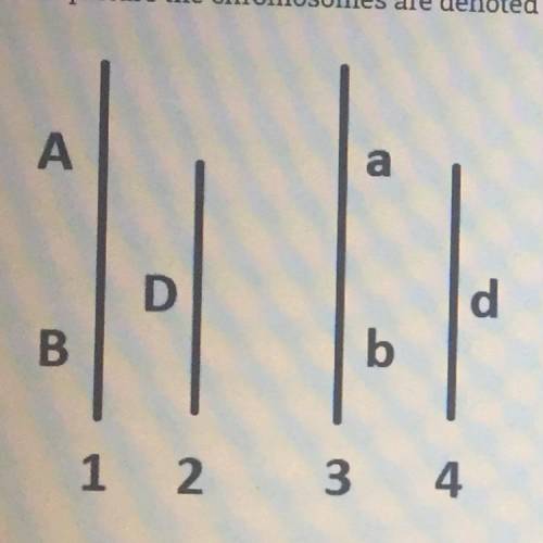 1) Name the homologous chromosomes.

2)Name the allelic genes.
3) Name all combinations of chromos