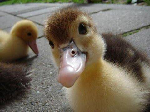 Quack quack its a baby duck (free points)