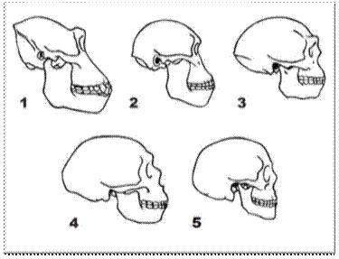 Skulls of (1) Modern gorilla, (2) Australopithecus afarensis, (3) Homoerectus, (4) Homoneanderthale