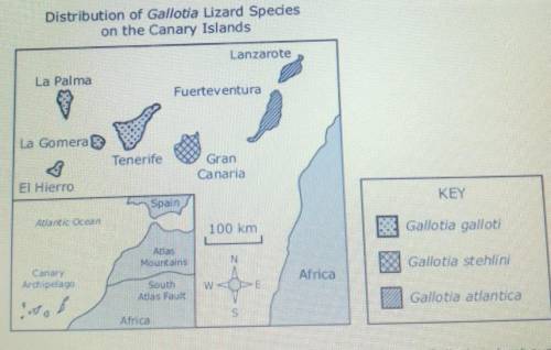 Three species of Iizards of the genus Gallotia are found on the Canary Islands, a chain of seven vo