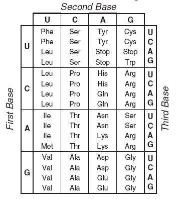 Use this codon chart to answer the question. An organism is in the process of translating a strand