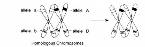 The results of a genetic process are represented in the diagram. Which of the following would incre