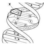 The circled portion of DNA labeled X in the following picture is a

a phosphate group
b sugar
c nu