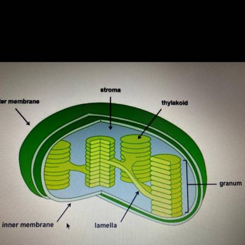 What process takes place in this organelle?