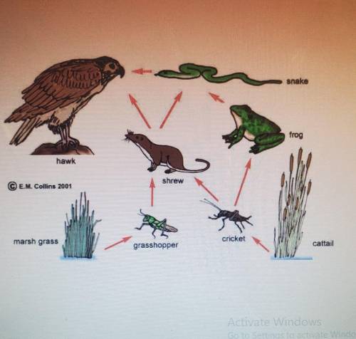 In the above food web, killing off which of these members would have the biggest effect on the enti