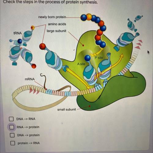 Check the steps in the process of protein synthesis