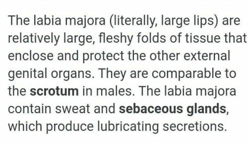 What is the labia majora function??​