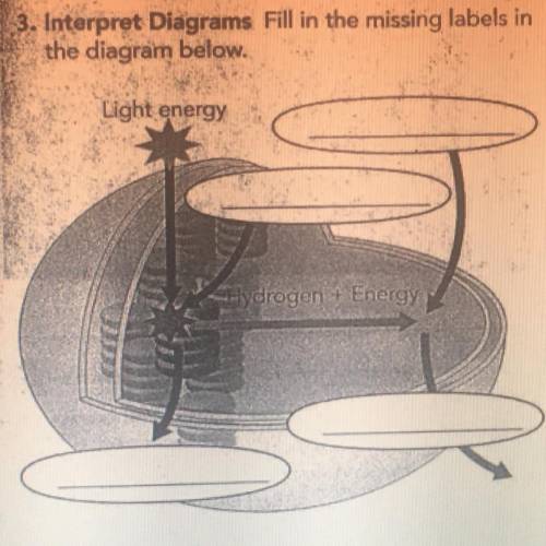 3. Interpret Diagrams Fill in the missing labels in

the diagram below.
Light energy
drogen Energy