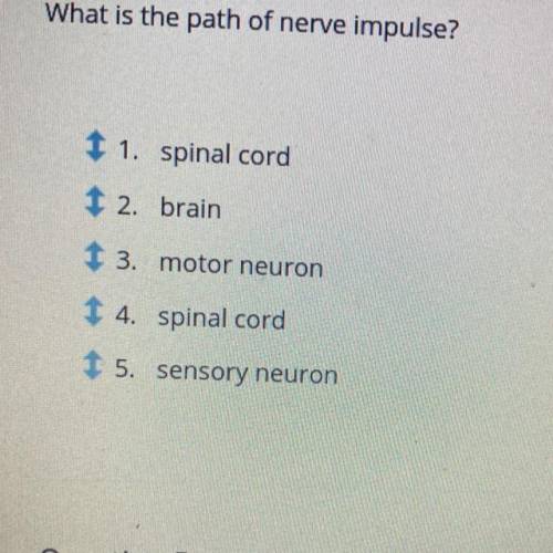 What is the path of nerve impulse?

Can someone help me to put them all in the right place I been