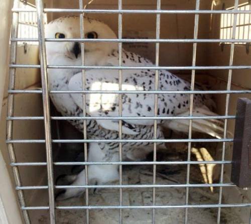 You guys wanna see my owl? I named her Hedwig (from Harry Potter) 
She's a pretty girl <3