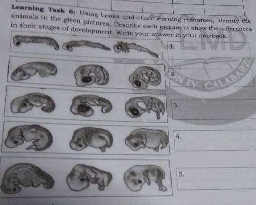 Learning Task 6: Using books and other learning resources, identify the

animals in the given pict