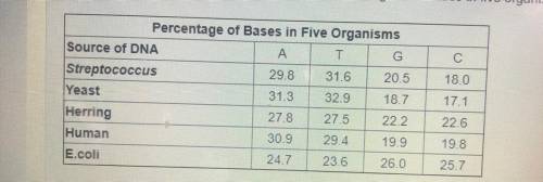 The table shows the data Chargaff collected on DNA nitrogenous bases in five organisms. What can yo