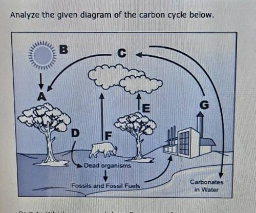 Analyze the given diagram of the carbon cycle below Part 1: Which compound does C represent? Part 2