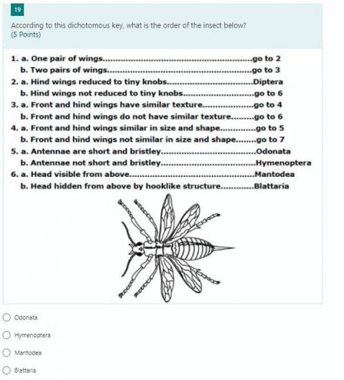According to this dichotomous key, what is the order of the insect below?