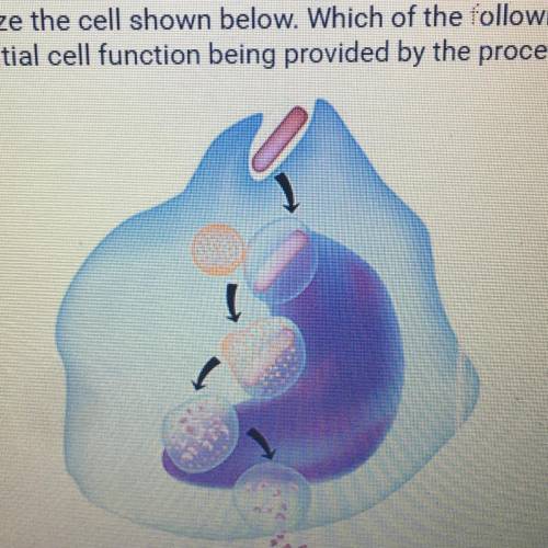 Analyze the cell shown below. Which of the following accurately describes an

essential cell funct